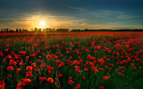 poppy-field-in-the-sunset-flower-hd-wallpaper-1920x1200-4136